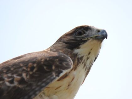 Buse à queue rousse