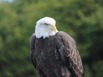 Pygargue à tête blanche