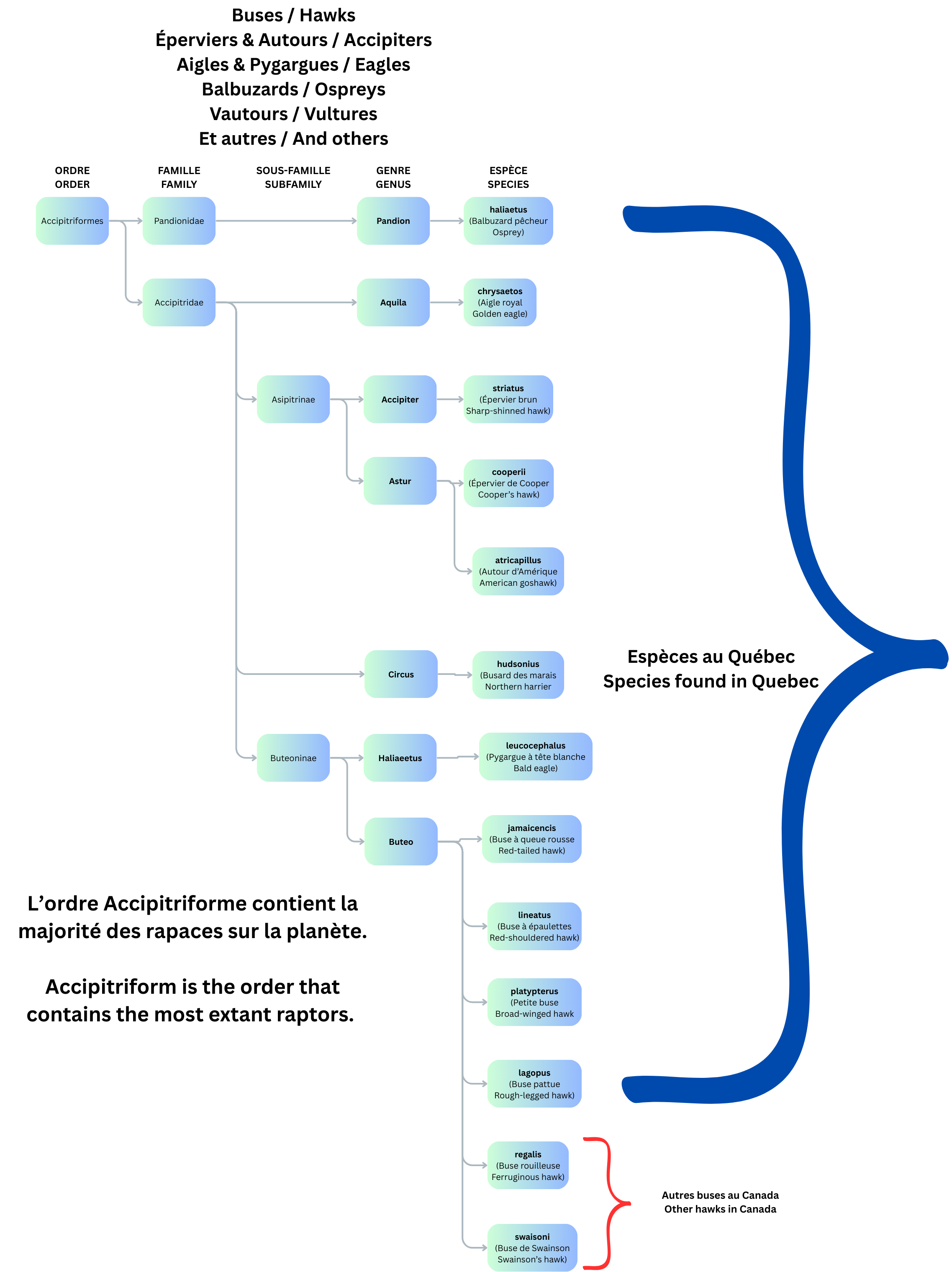 Accipitriforms (ENG)
