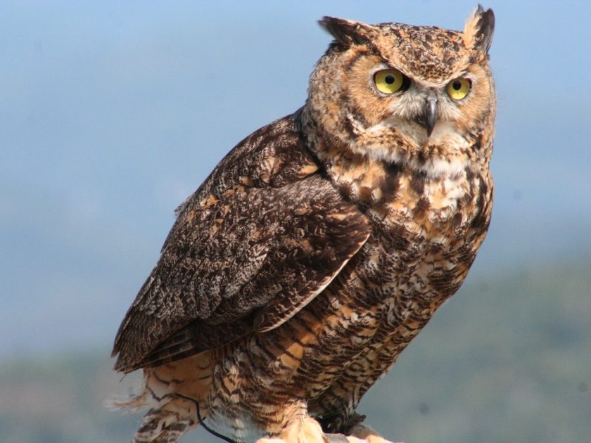 Enseignement secondaire et CÉGEP