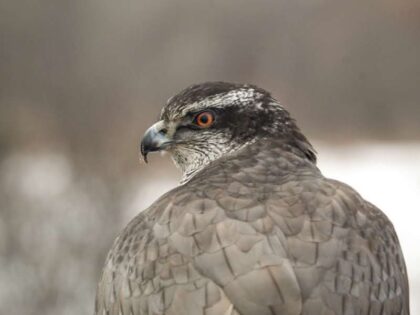Autours d&rsquo;Amérique