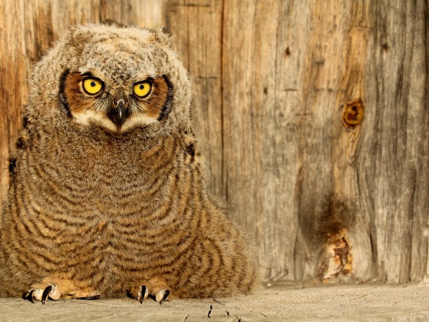 Enseignement primaire