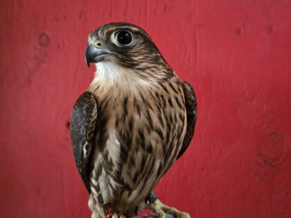 Faucon émerillon