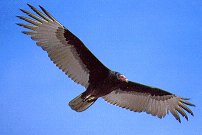 Urubu à tête rouge